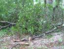 Debris Removal | Colorado | John Egart's Tree Service